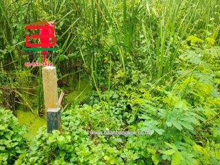 3-LINE_ALBUM_09908 LD ที่ดิน 70 ตรว. ซ.เพชรเกษม 77_241014_1413