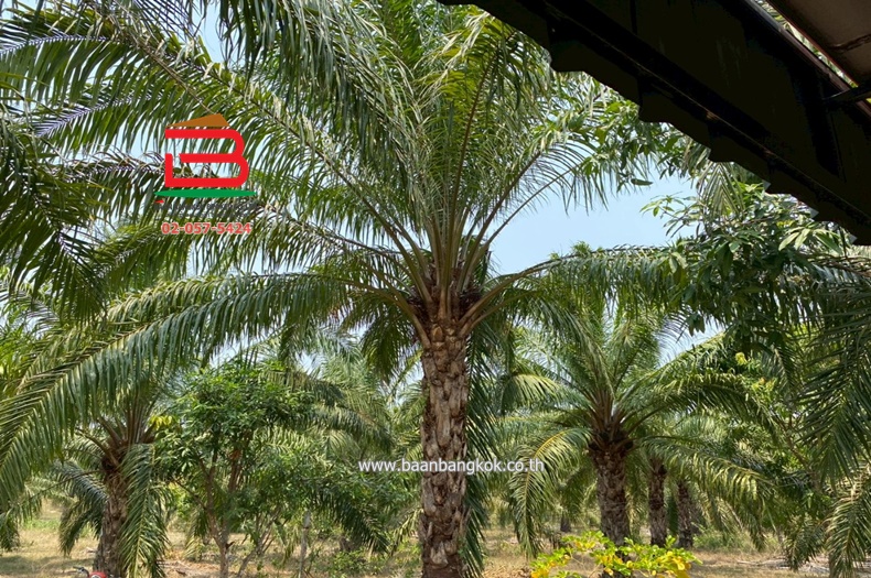 LINE_ALBUM_No.10129ที่ดินพร้อมบ้านสวนปาล์มหนองตาด14-3-79ไร่_250421_12