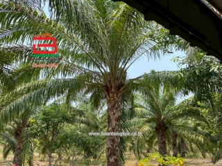 LINE_ALBUM_No.10129ที่ดินพร้อมบ้านสวนปาล์มหนองตาด14-3-79ไร่_250421_12