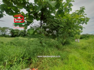 LINE_ALBUM__10486ที่ดิน3.1.56ไร่คูบางหลวง_250616_21