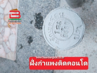 LINE_ALBUM_L.010830ที่ดินเมืองเอก78วาLek_250731_16