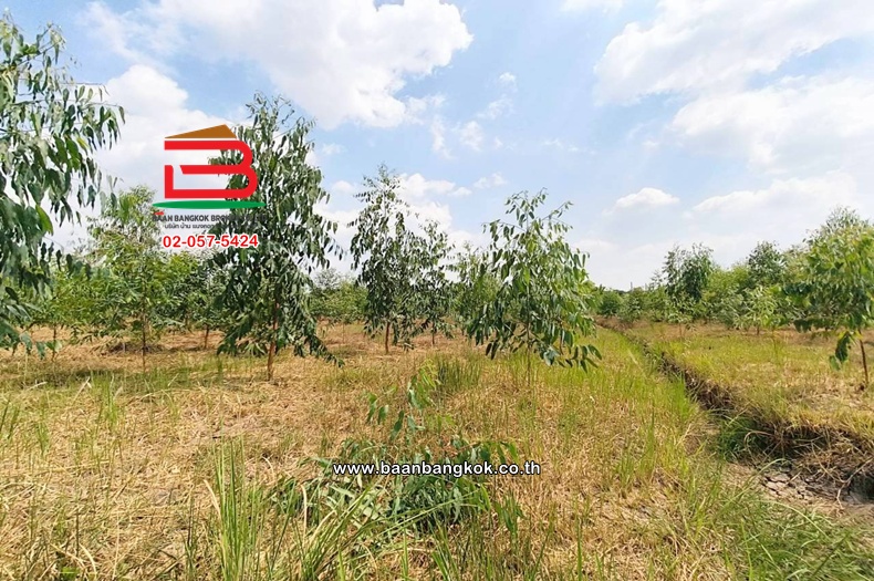 LINE_ALBUM_L.11735ที่ดิน5ไร่ค.3Lek_260407_37